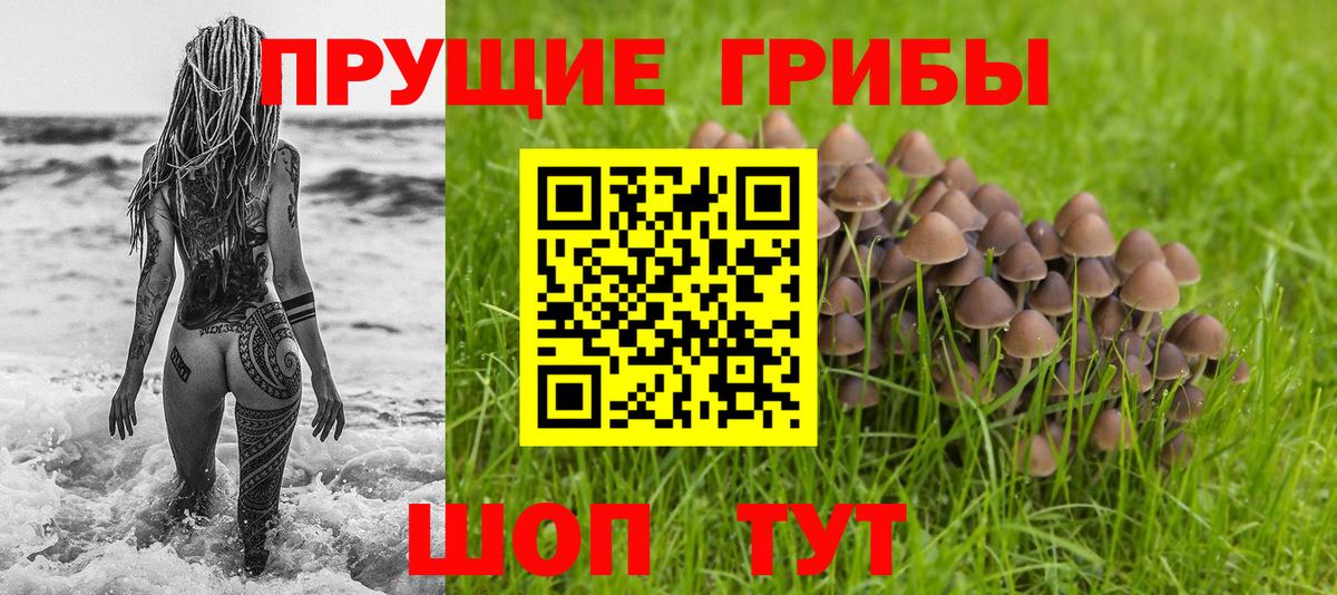 Галлюциногенные грибы Psilocybine cubensis Елабуга